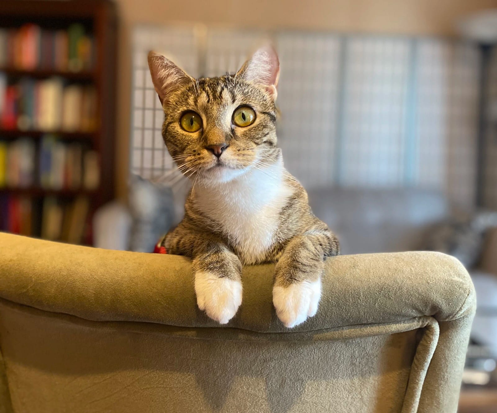 This is my cat, Claudia. She reminds me that life is not about being “purrfect”.